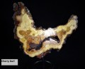 cherry-burl-d