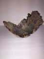 buckeye burl